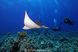 Eagle ray and divers by Erich Reboucas 